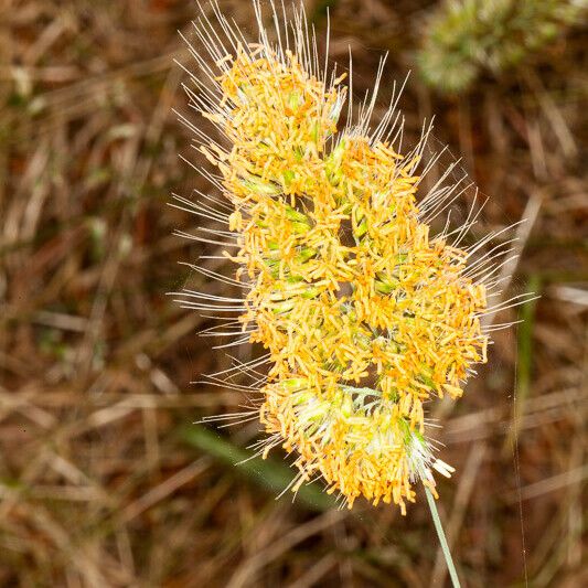 Cynosurus echinatus Flor