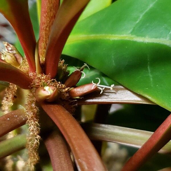 Euphorbia leuconeura 花