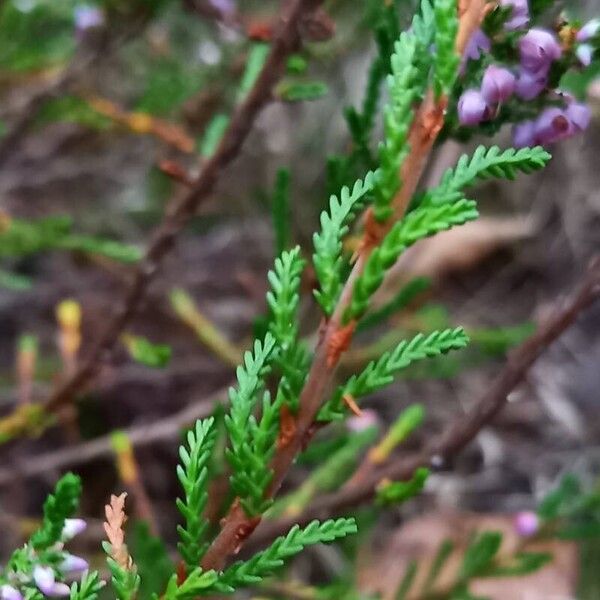 Calluna vulgaris Foglia