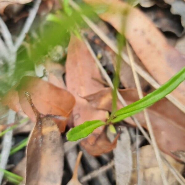 Lobelia anceps Leaf