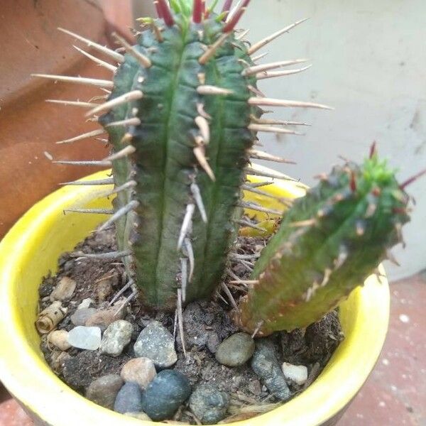 Euphorbia aggregata Leaf