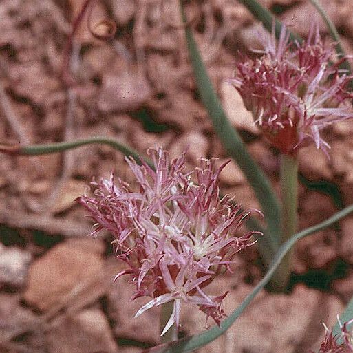 Allium anceps Flor