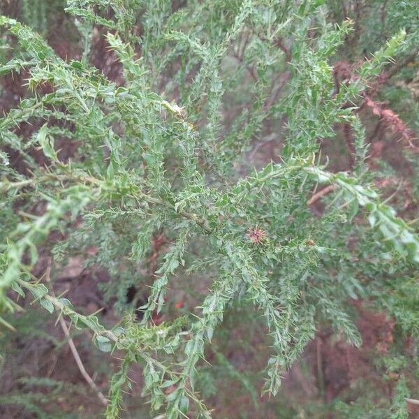 Acacia paradoxa List