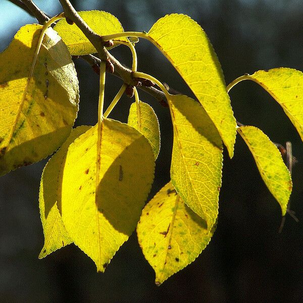 Populus tremuloides 叶