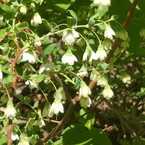 Vaccinium stamineum Λουλούδι