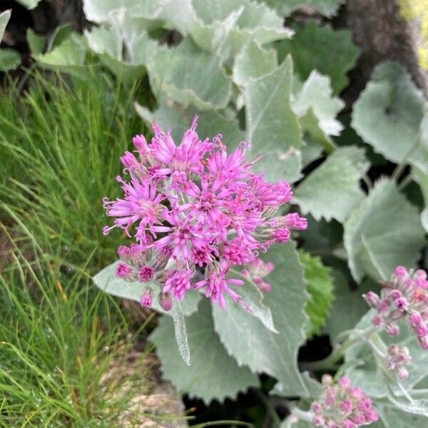 Adenostyles leucophylla Flower