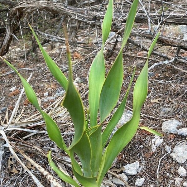 Yucca rupicola Foglia