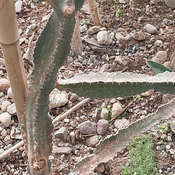 Euphorbia triangularis Blad