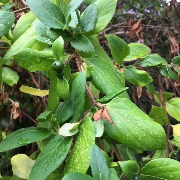 Lonicera japonica Fruit