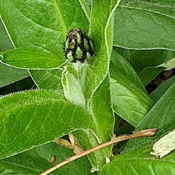 Centaurea triumfettii 花