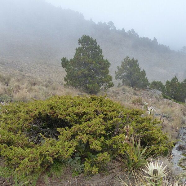 Juniperus monticola Hábitos