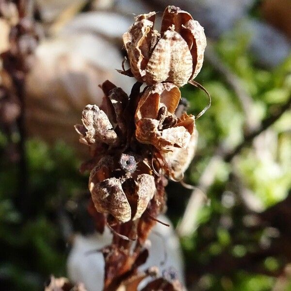 Monotropa hypopitys Фрукт