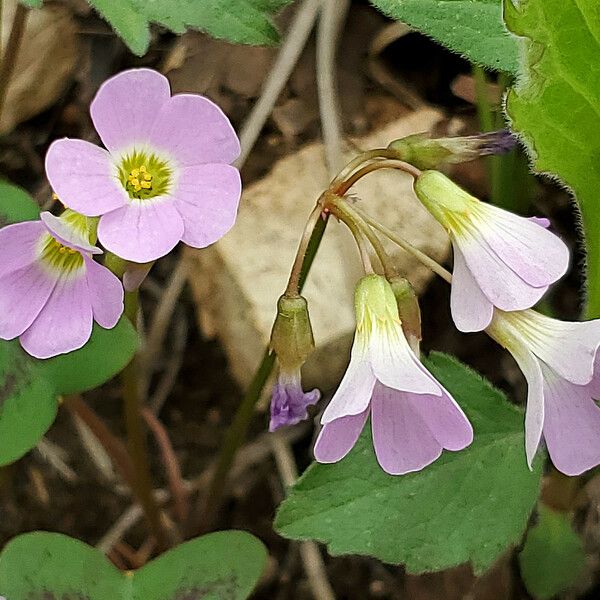 Oxalis violacea Flower