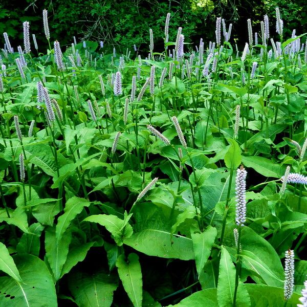 Bistorta officinalis Hábito