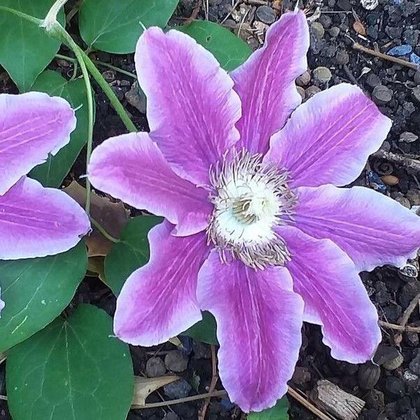 Clematis patens Blüte