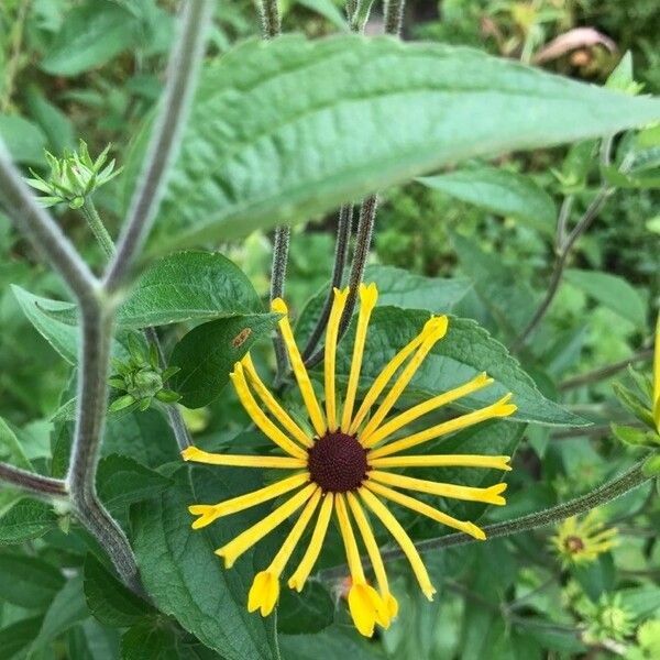 Rudbeckia subtomentosa Květ