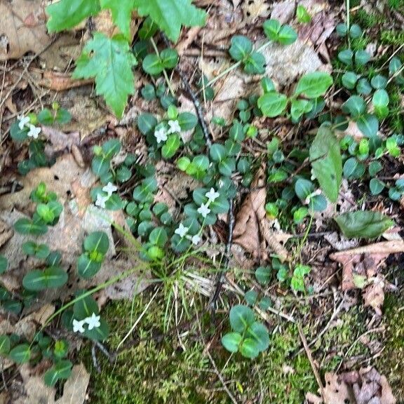 Mitchella repens Folla