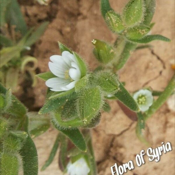 Cerastium dichotomum Blomma