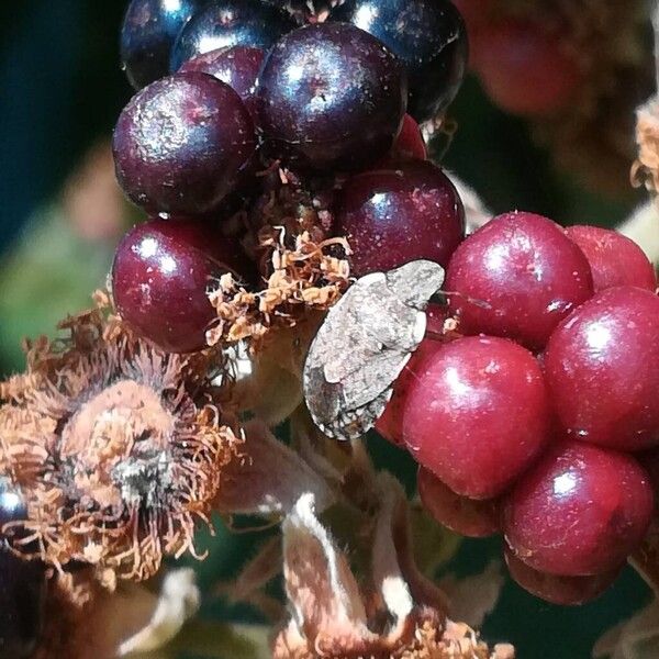 Rubus ulmifolius Fruit