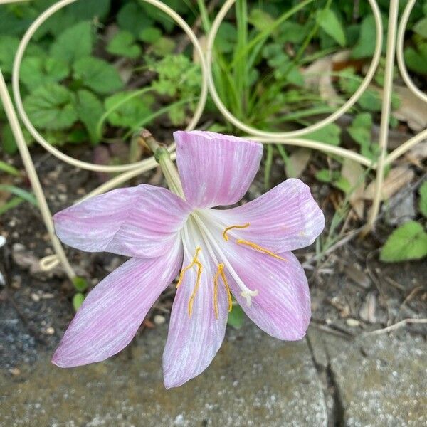 Zephyranthes carinata Blüte