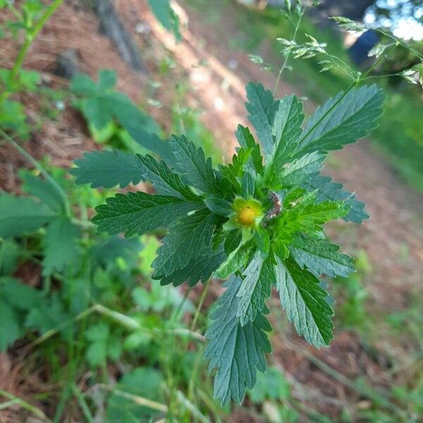 Potentilla norvegica Blomst