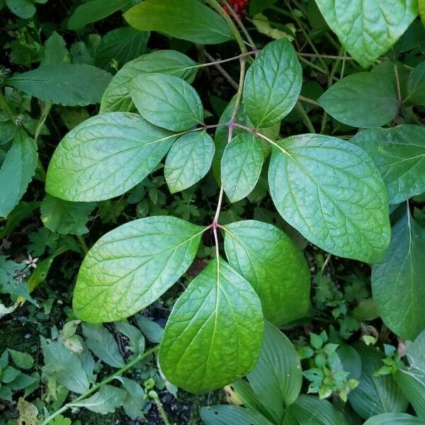 Paeonia obovata List