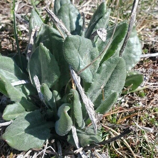 Senecio provincialis Leaf