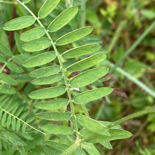 Vicia cracca Frunză