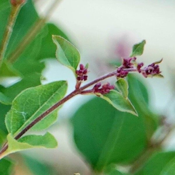 Syringa pubescens Flor