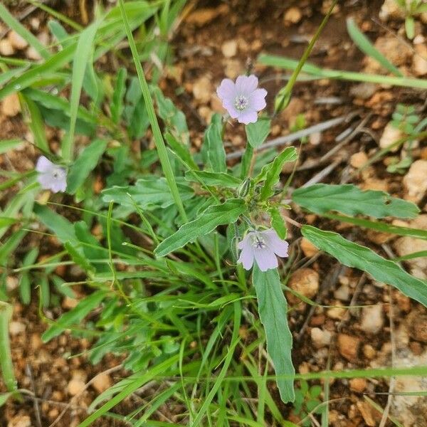 Monsonia angustifolia Flor