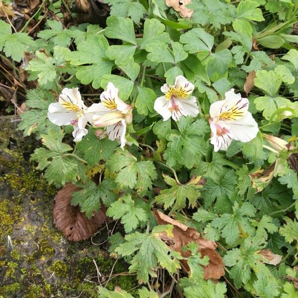 Alstroemeria aurea Blomst