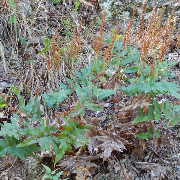 Anemia mexicana Habit