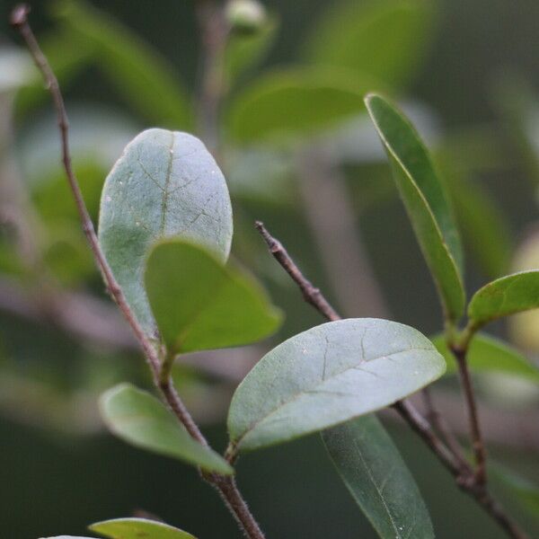 Ligustrum sinense Frunză