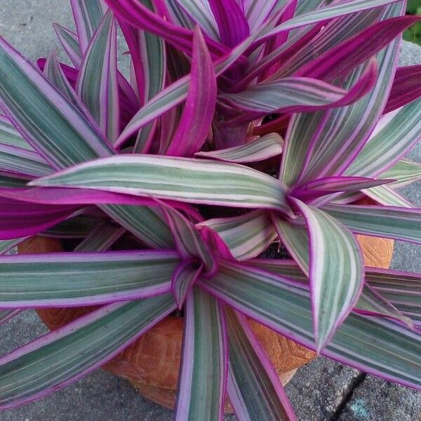 Tradescantia spathacea Blatt