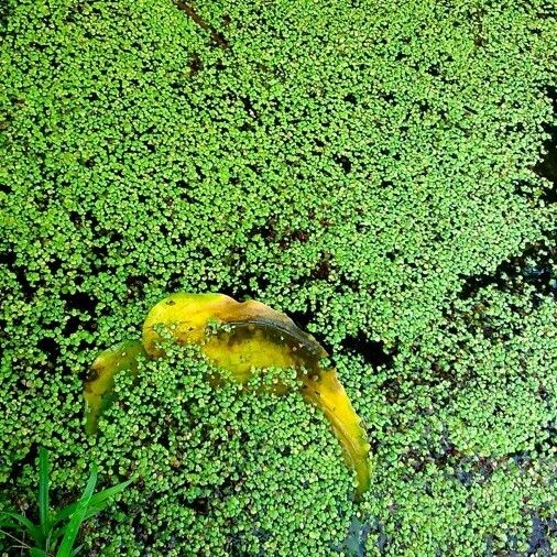 Lemna minor Plante entière