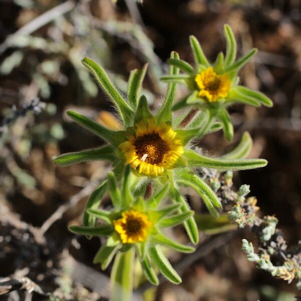 Asteriscus aquaticus Flower