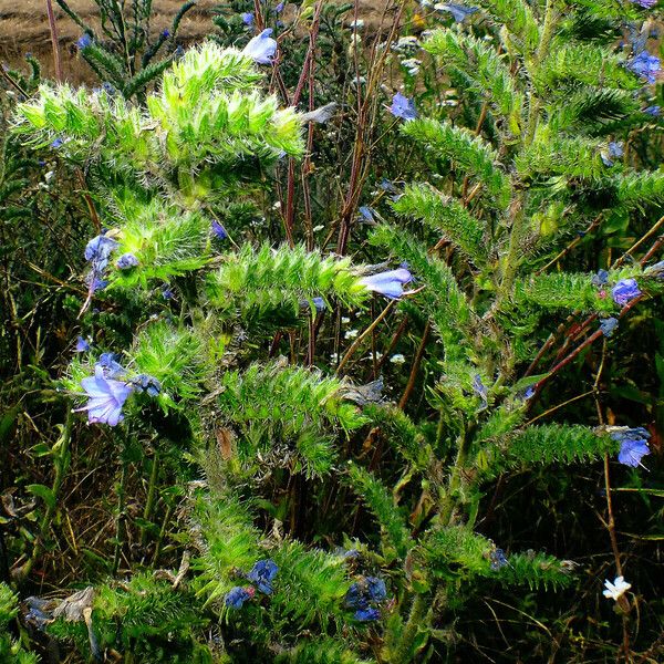 Echium vulgare Květ