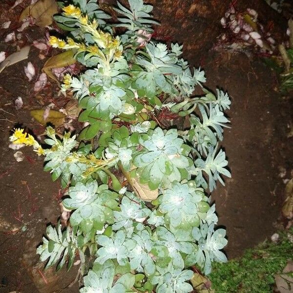 Sedum spathulifolium Blomst