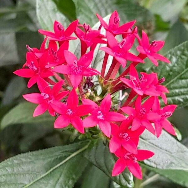 Pentas lanceolata 花