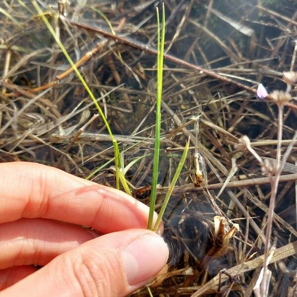 Isoetes longissima Feuille