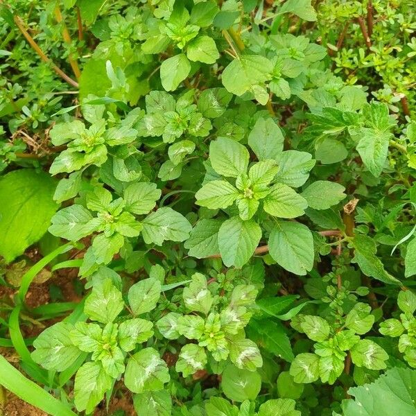 Amaranthus blitum Ліст