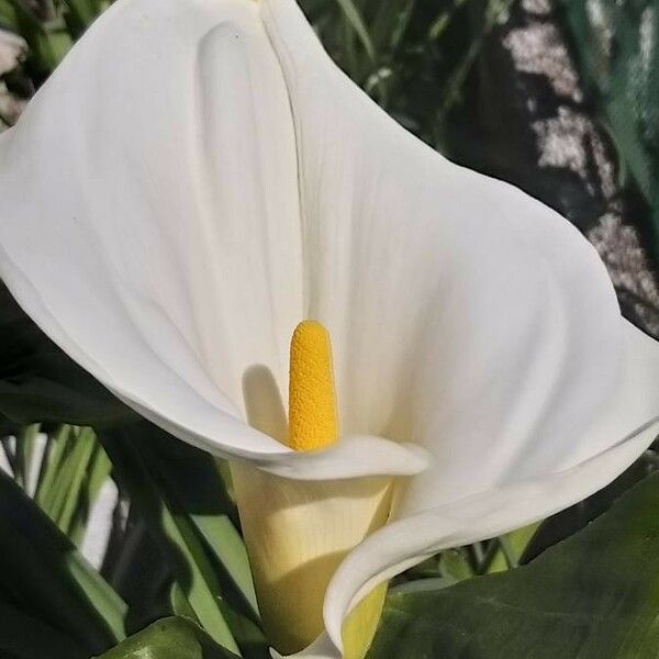 Zantedeschia aethiopica ফুল