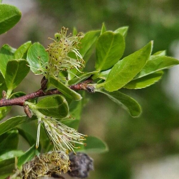 Salix myrsinifolia Flor