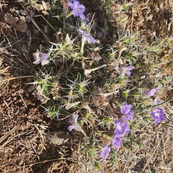 Barleria delamerei Flower