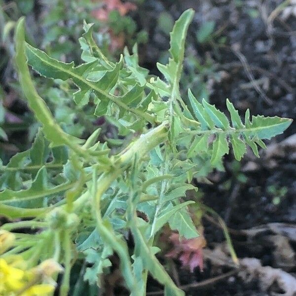 Sisymbrium irio Leaf