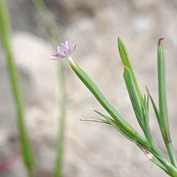 Dianthus nudiflorus ᱵᱟᱦᱟ