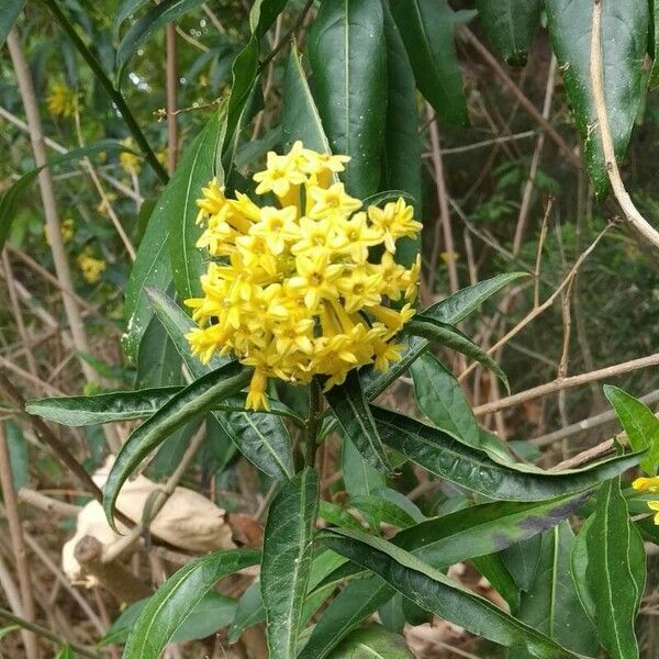 Cestrum aurantiacum Flor