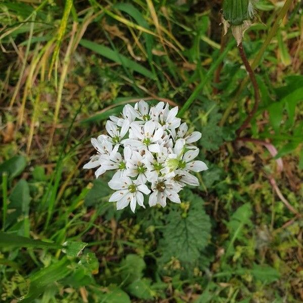 Allium neapolitanum Flower