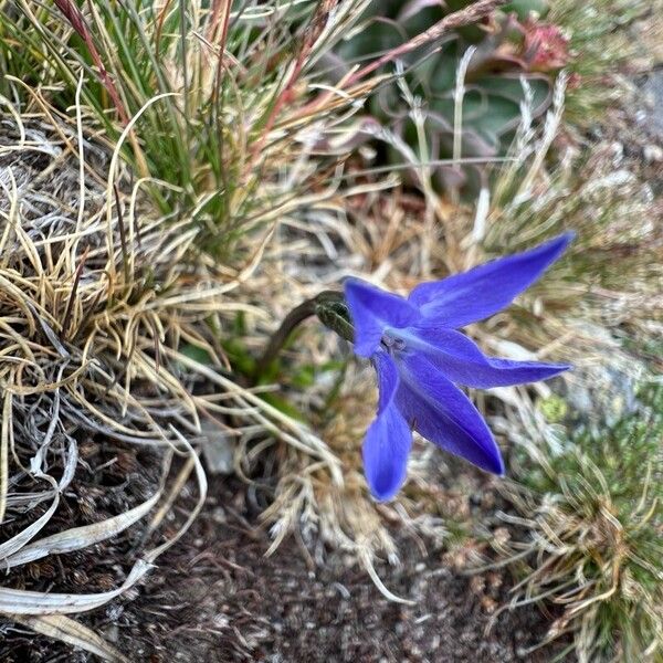 Campanula herminii Flower