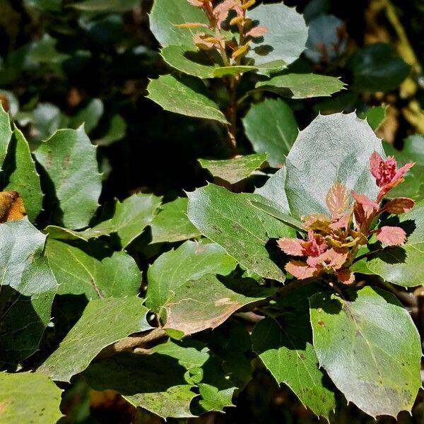 Quercus agrifolia ᱥᱟᱠᱟᱢ